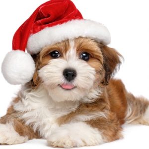 Valpkurs 3/12 (Dalby)