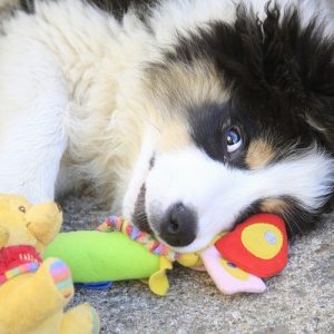 Valpkurs 4/3 (Dalby)