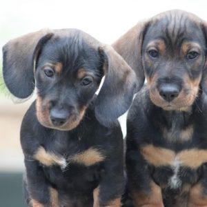 Valpkurs 11/11 (Dalby)