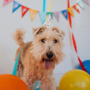 Hundens Hus Presentkort 1000 kr