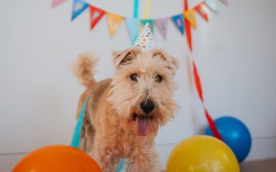 Glad Påsk! Rådgivningen tar påskledigt 🐥🐓🐥