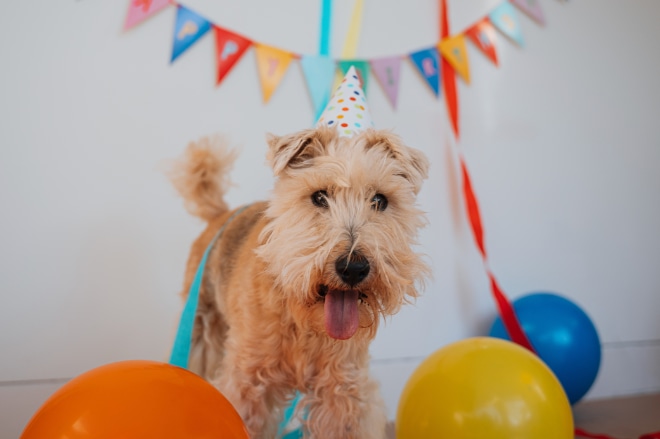 Hundens Hus Presentkort 2000 kr